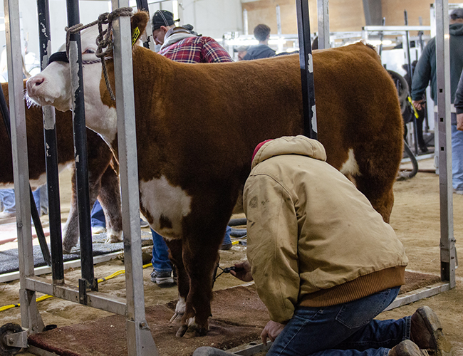 working with cow